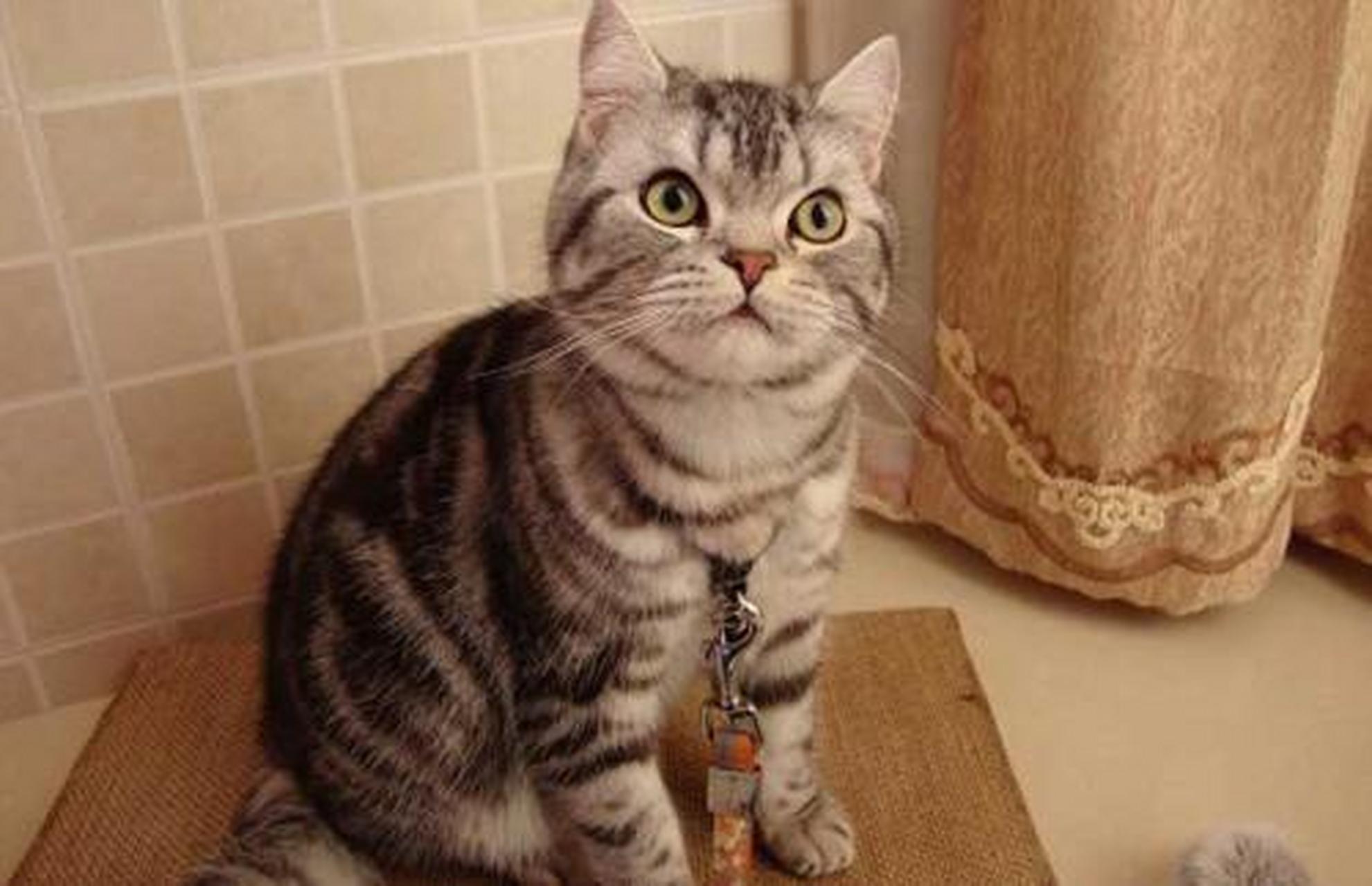 每日一猫# 英国短毛猫|棕色标准虎斑猫 棕色标准虎斑猫被毛底色为