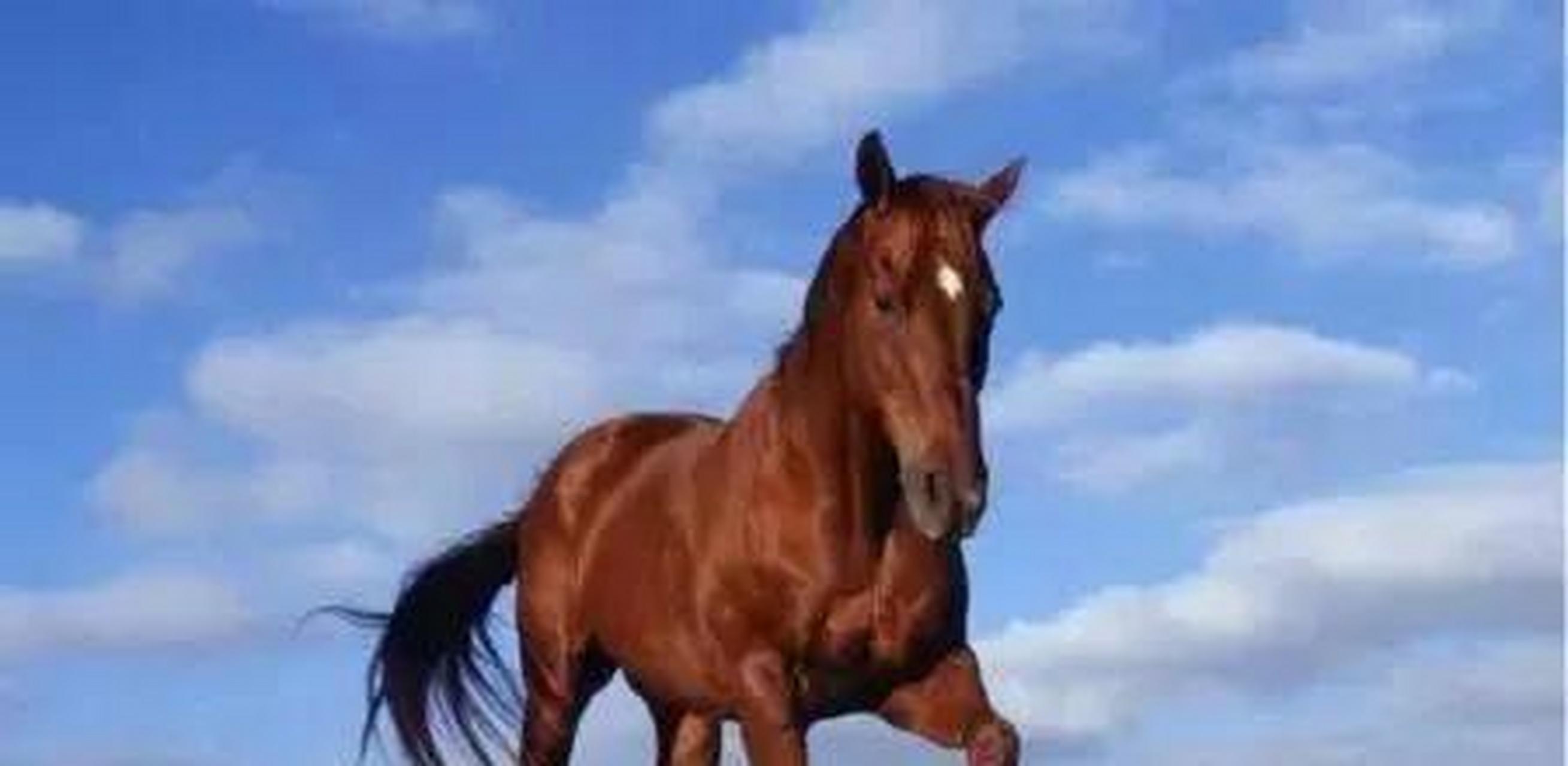 汗血宝马因为流汗后脖颈鲜红而闻名,更让人追捧的是汗血宝马作为战马