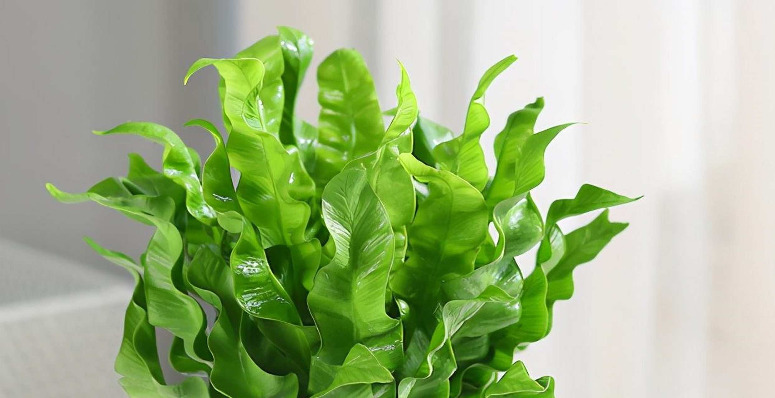 室内大型观叶植物100种(室内大型观叶植物100种画法图片)