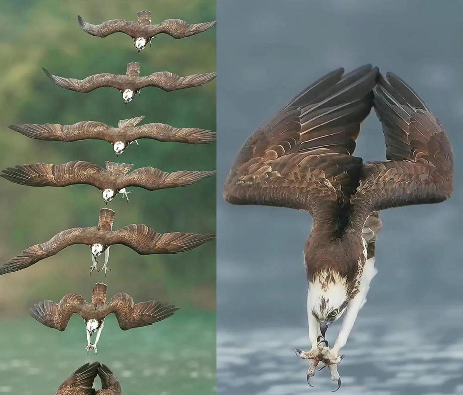 在老鹰冲向水中之前,爪子已经变成这样了