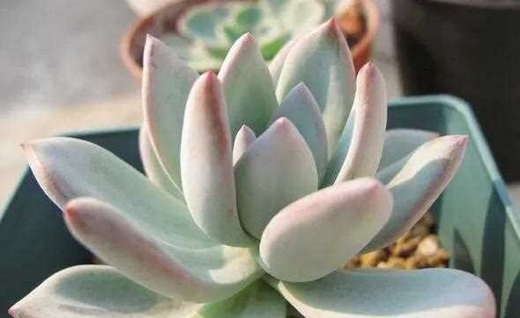 霜之朝属于景天科石莲花属 ,是星美人和广寒宫杂交而来的多肉品种.
