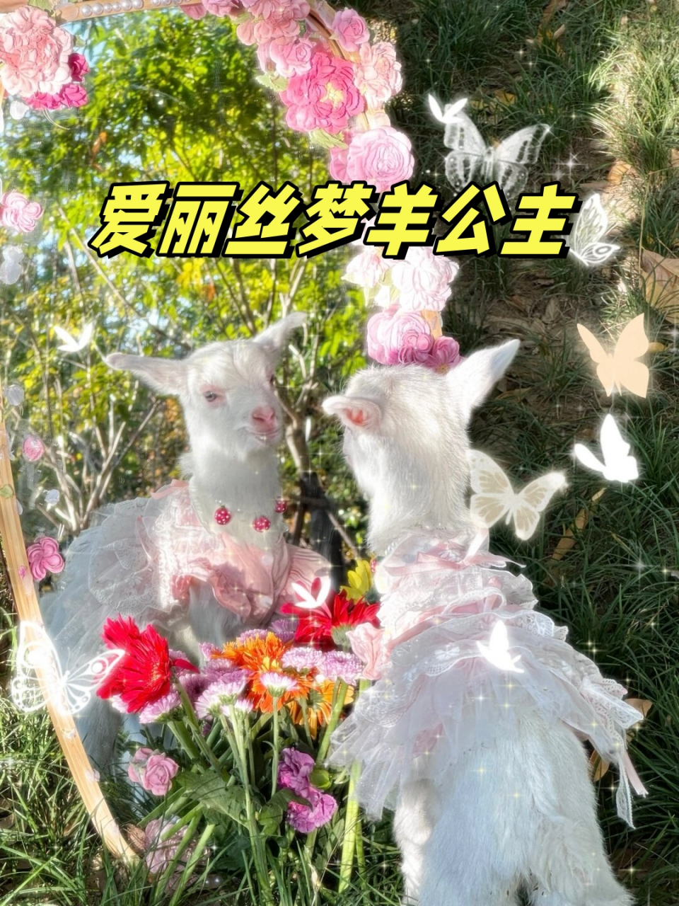 爱丽丝梦羊公主  这只名为爱丽丝梦羊的白色小羊如同一位公主般美丽动