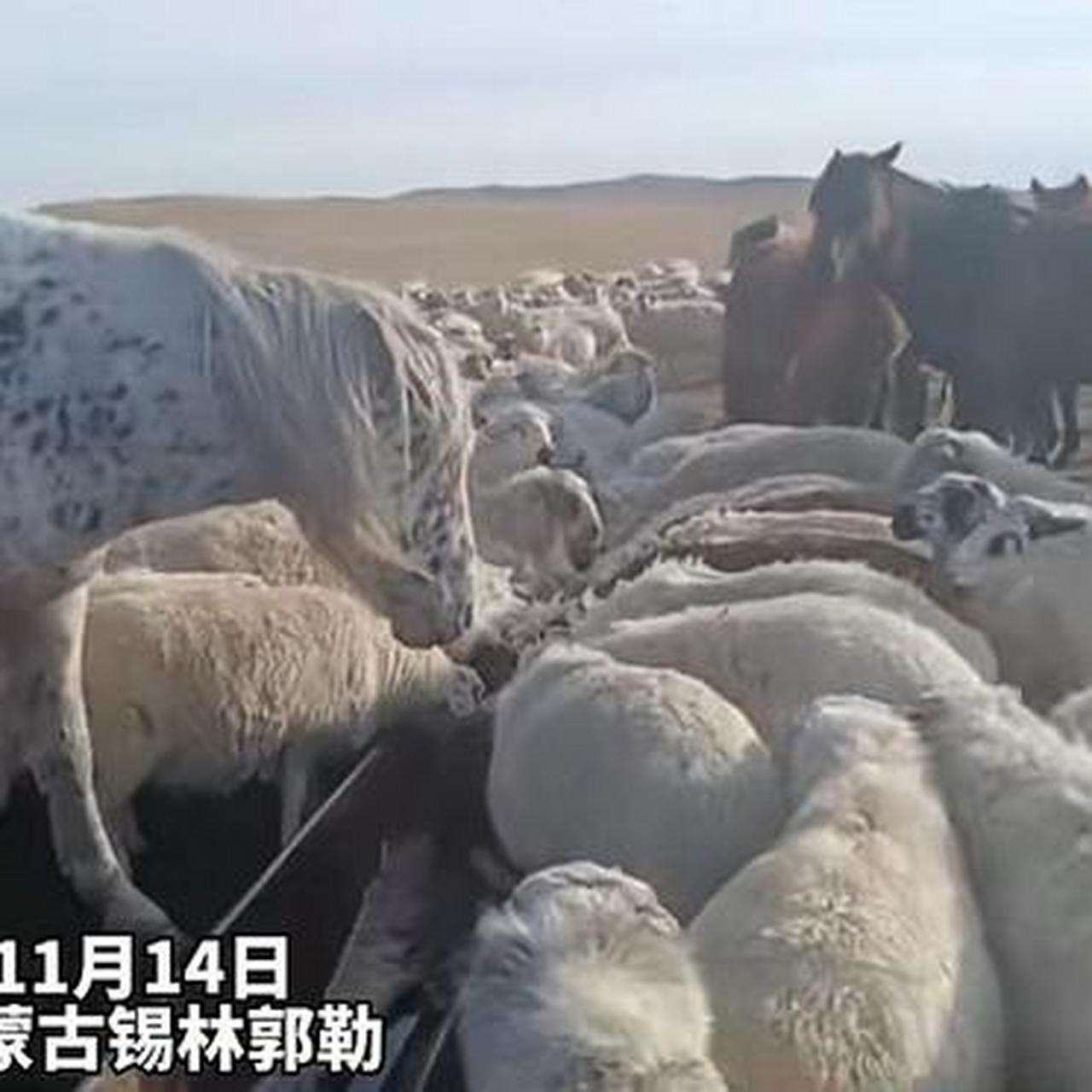 羊和马抢水喝,直接被来了个咬摔,马儿教你如何做羊!