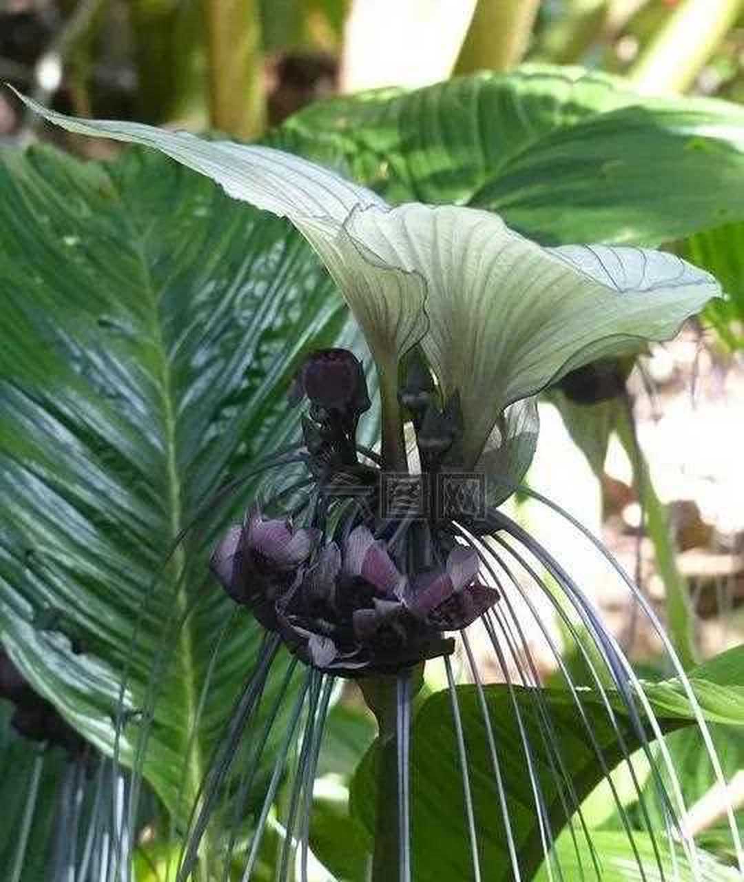 蝙蝠花,又称老虎须.