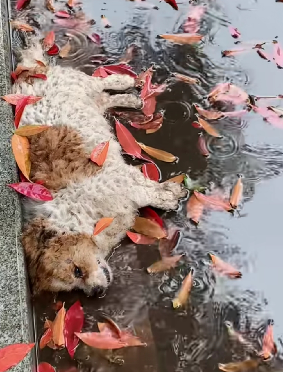 最惨流浪狗图片图片