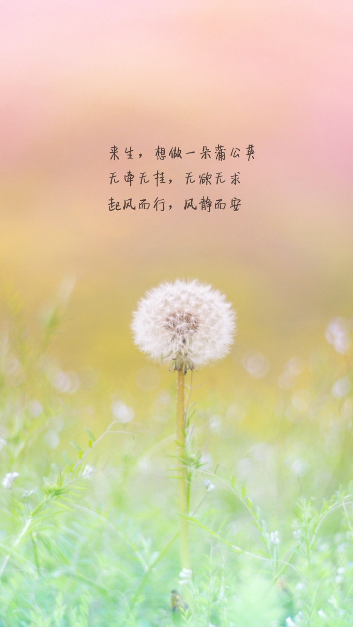 [微风]来生,想做一朵蒲公英 无牵无挂,无欲无求 起风而行,风静而安.