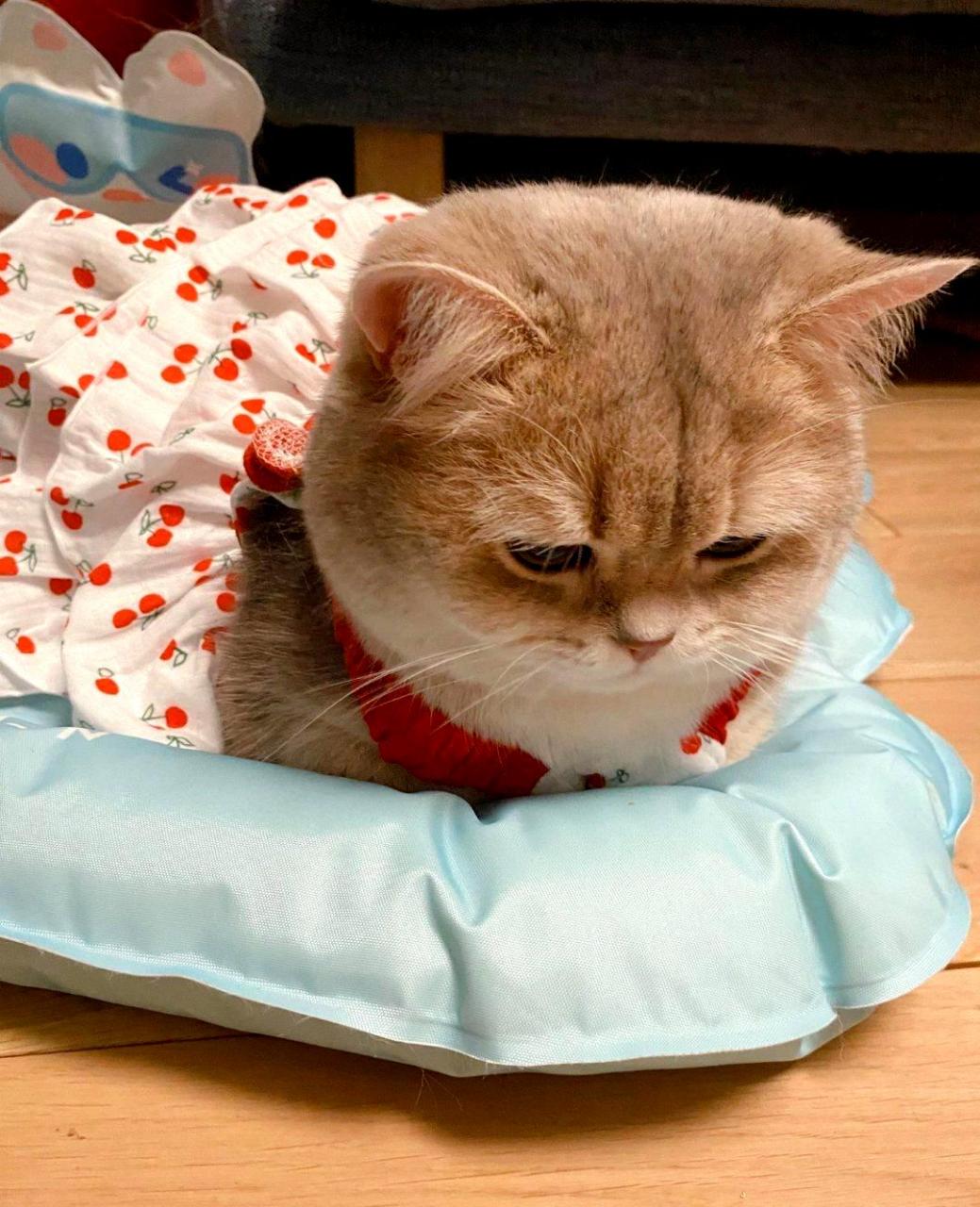 小猫默默无语,却在心中思考.