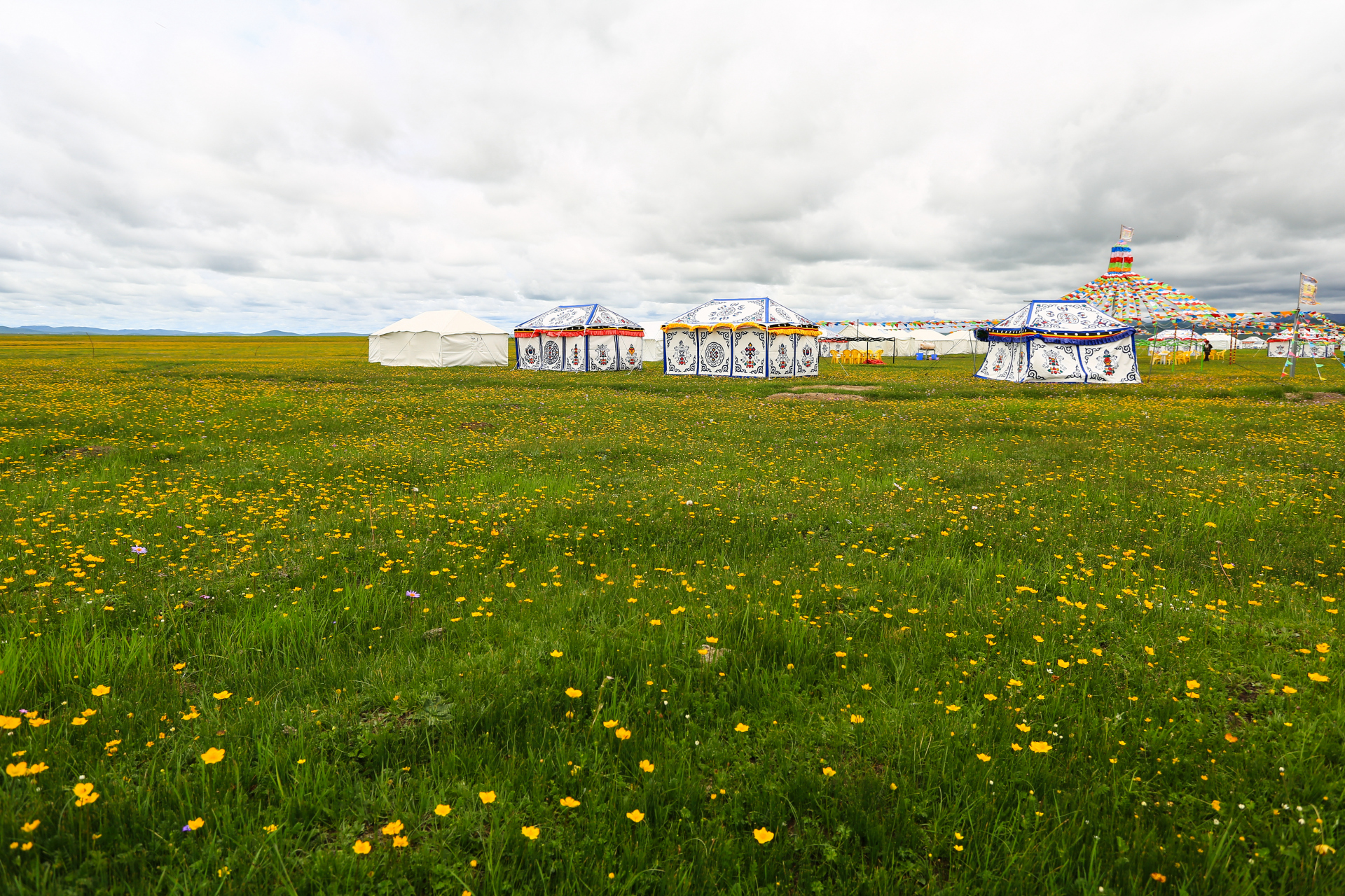 七色甘南,每到夏天,就成了花的海洋……#甘南# #七色甘南# #花海
