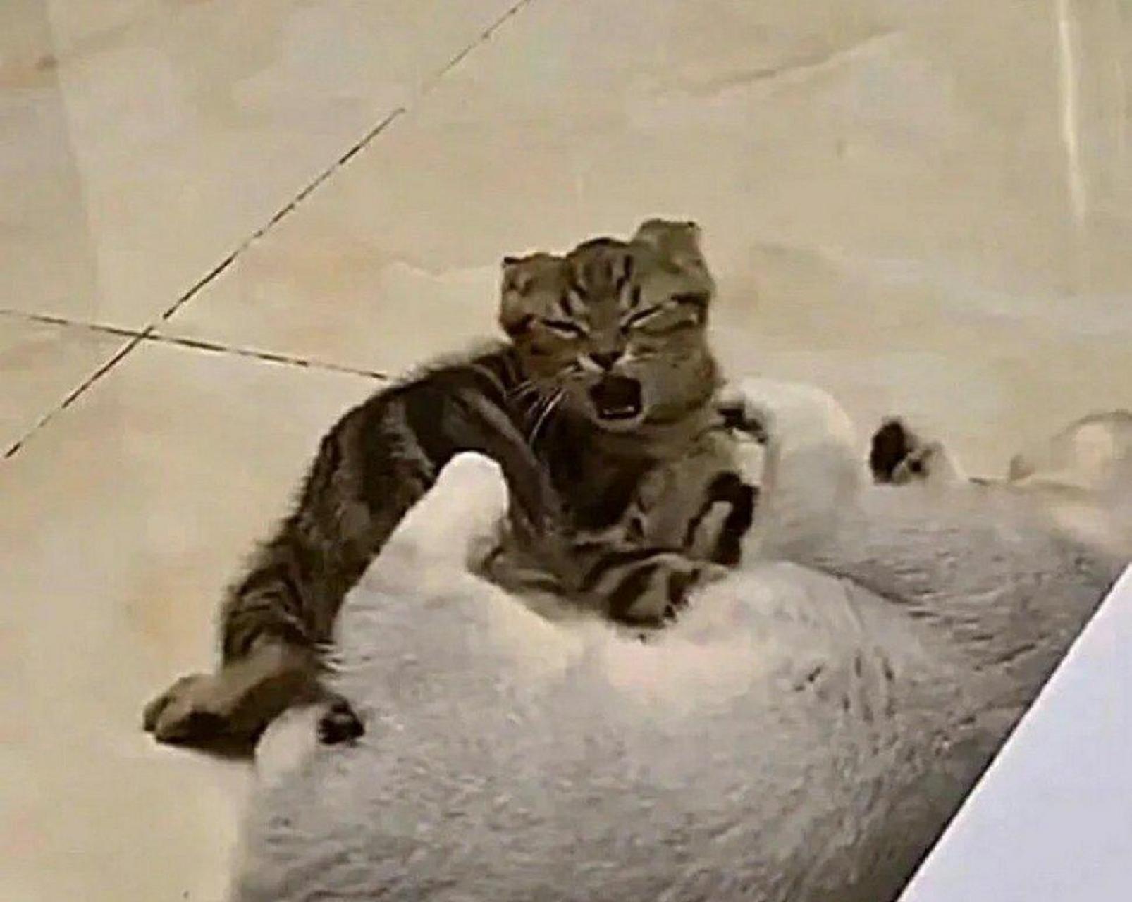 原来猫咪打架也会薅头发,好生动,看得出是在使劲