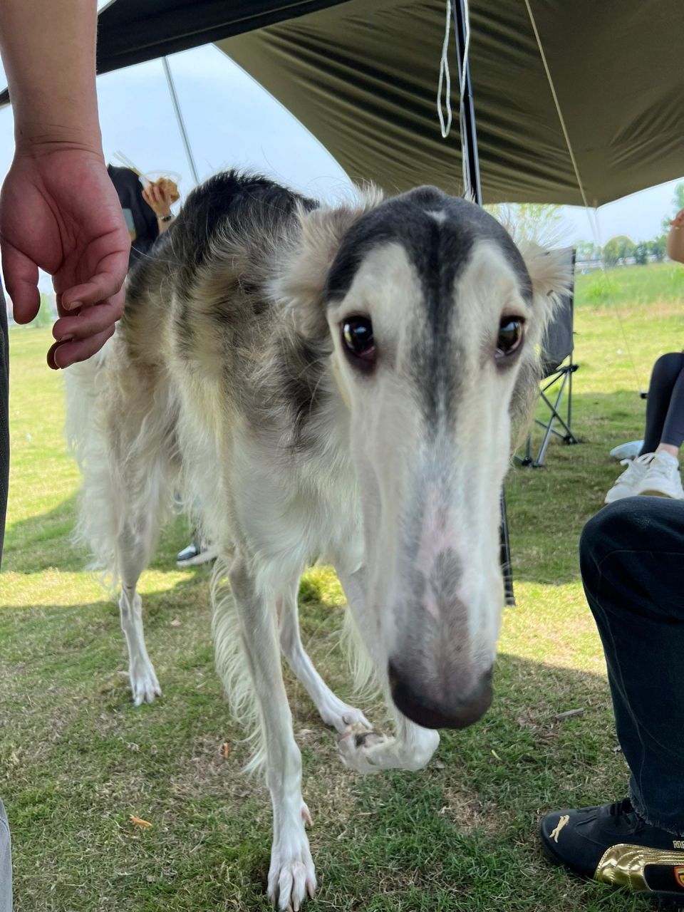 第一次见 苏俄猎狼犬