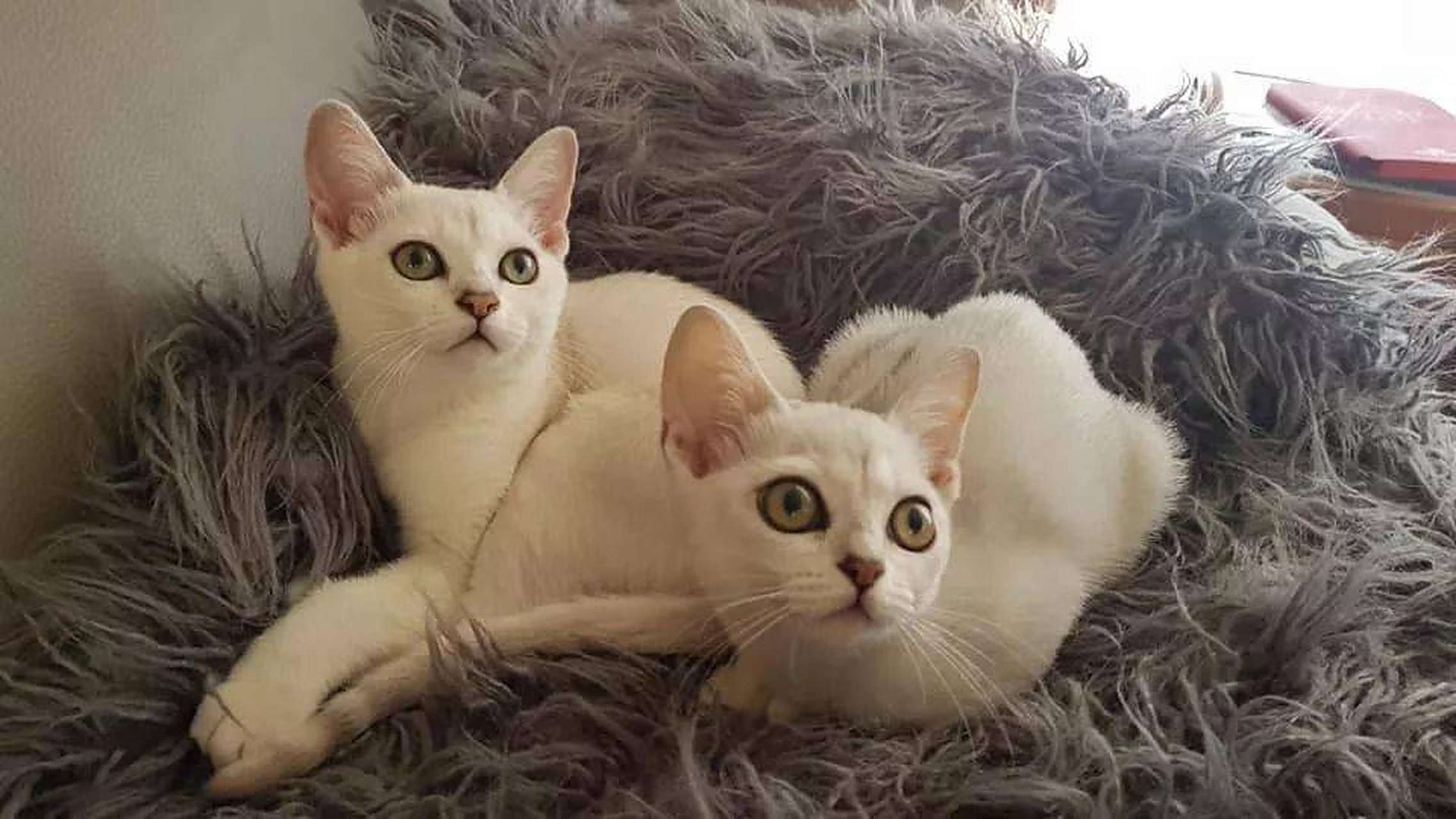 波米拉猫的体型中等,肌肉发达,线条流畅,给人一种健康而优雅的感觉.