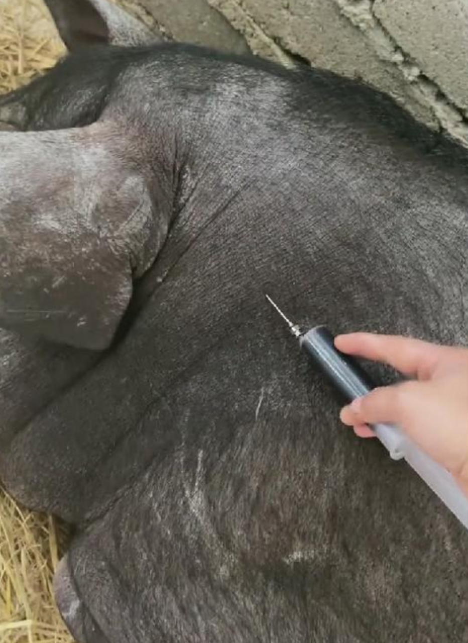 给猪打针的针头为什么这么细