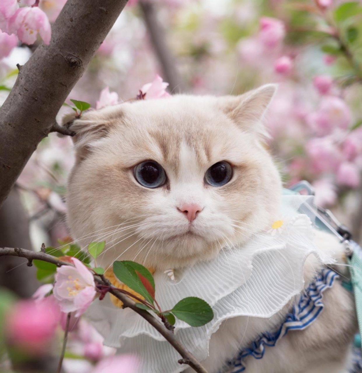 春天里有一种思念,只属于你海棠花,猫咪