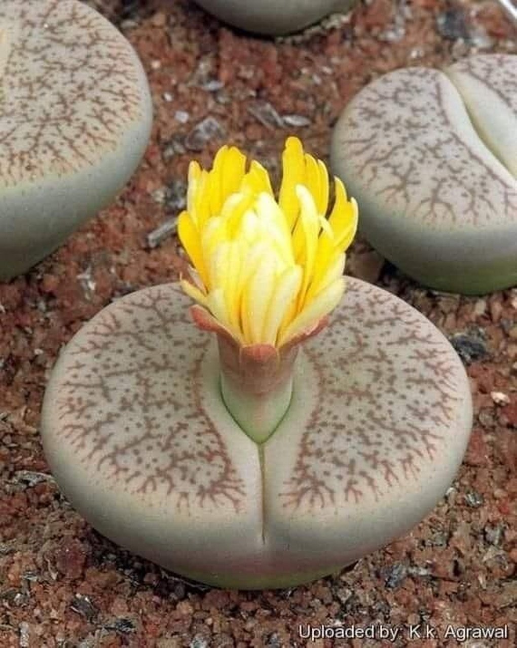 曲玉生石花,看起来就像从动物的蹄子里长出来的花.