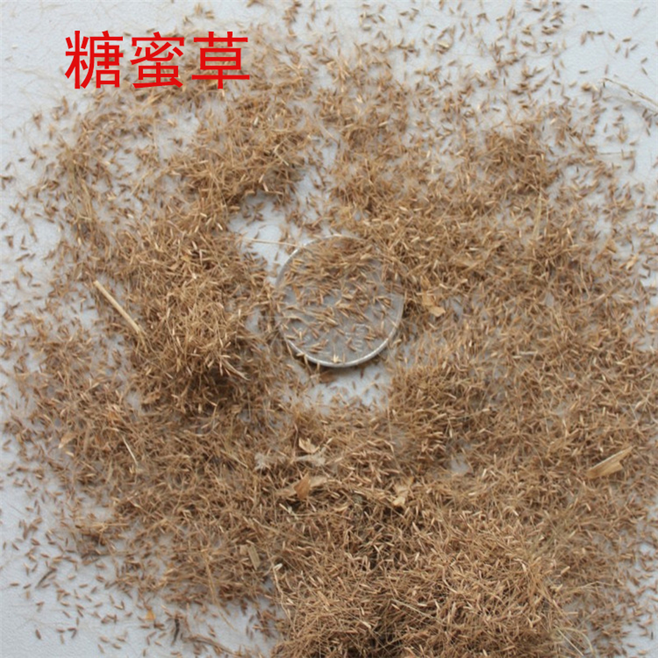 糖蜜草种子,糖蜜草草籽