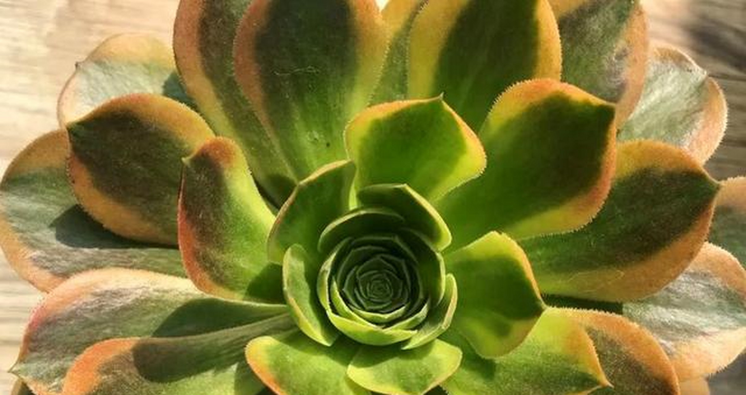 青檬法师是韶羞法师变异(出锦)之后形成的新品种,而韶羞法师因为叶片