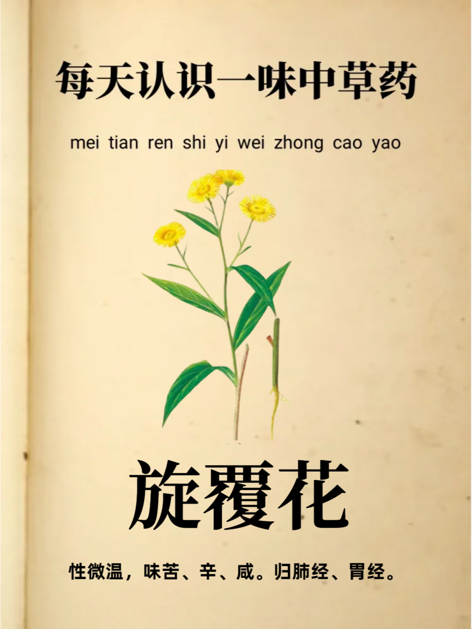 每天认识一味旋覆花  🌿别名:旋覆花,金钱花,夏菊,六月菊,金盏花