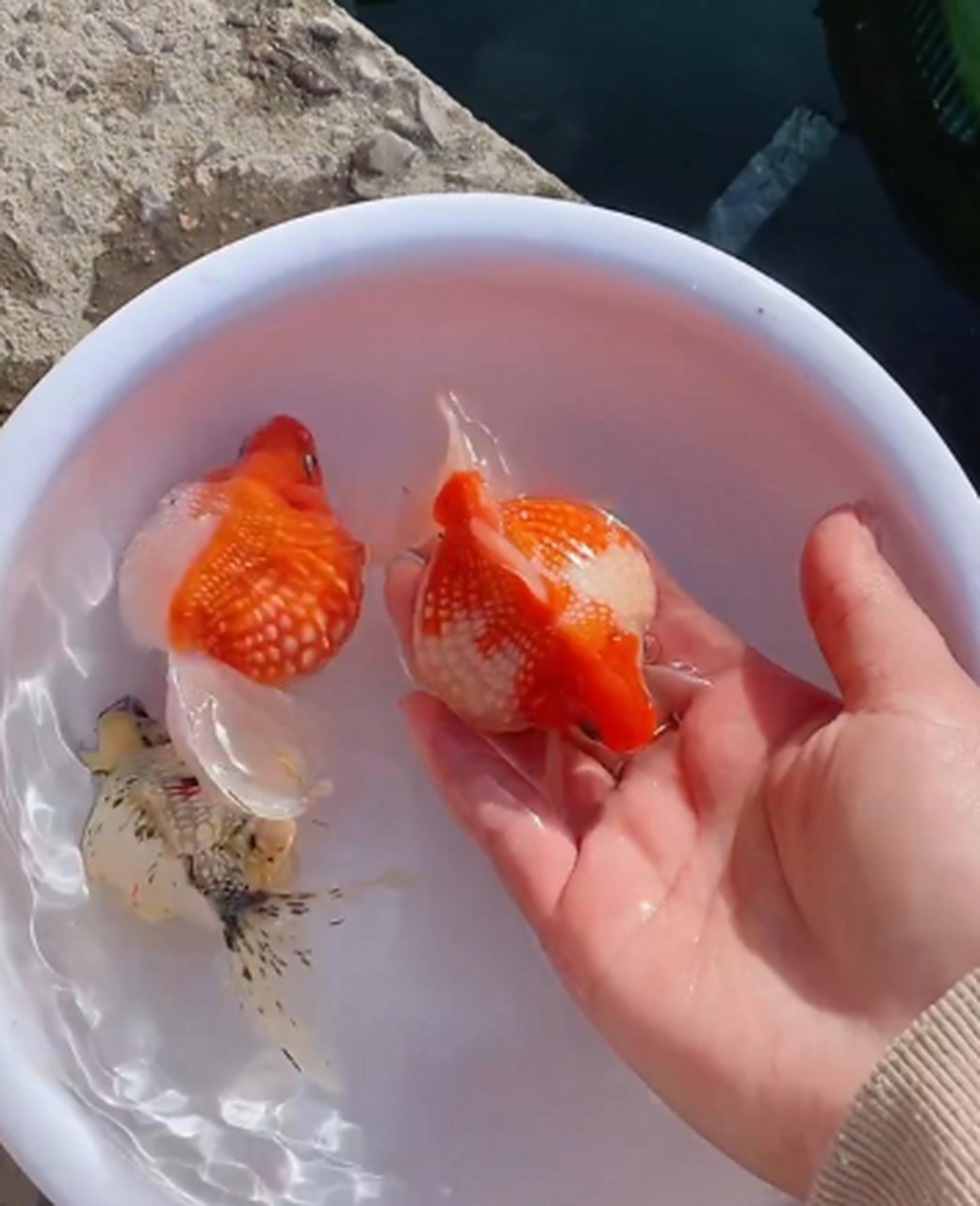 请问这是珍珠鱼吗?圆圆的,长好像珍珠!