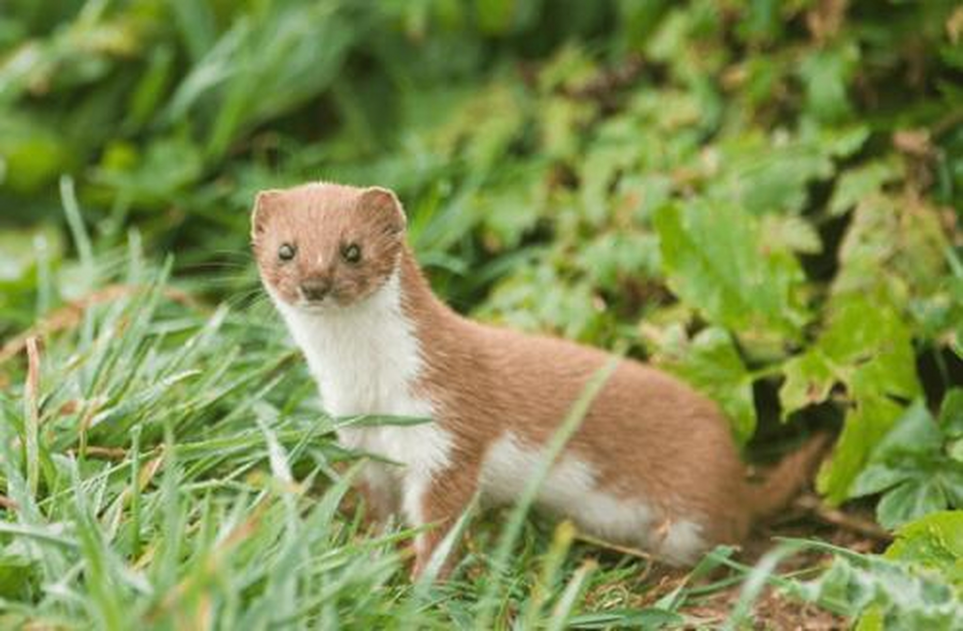 南茅北马中,东北出马仙到底指的是什么东西?有什么讲究吗?