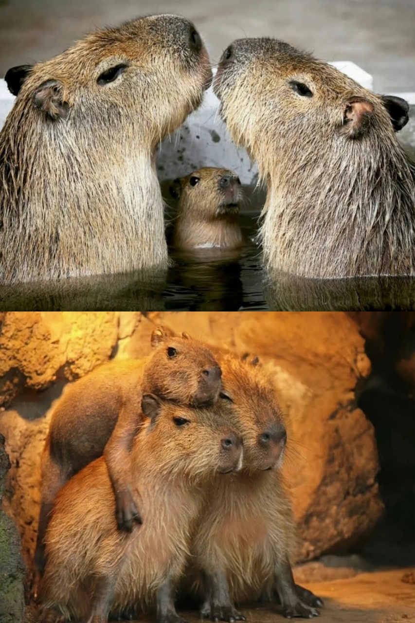 可爱的水豚:萌物的魅力  我非常喜欢水豚的精神状态,它给我一种宁静而