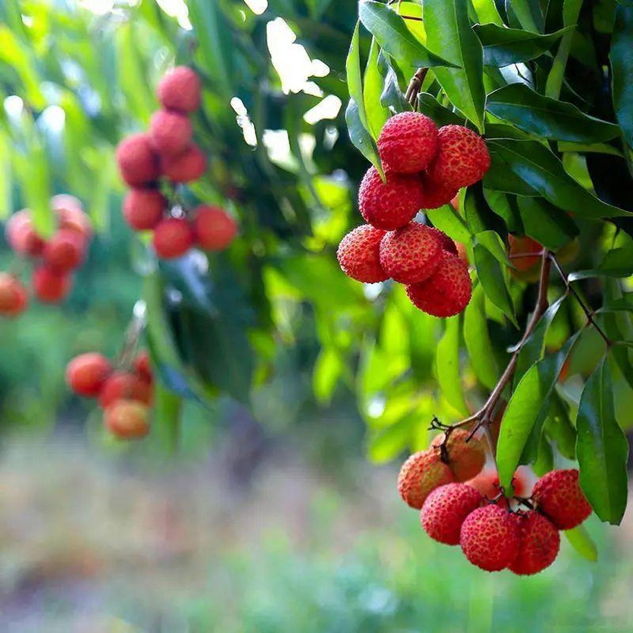 大妈的精选   『 正品陆侨无核荔枝】海南独有稀缺果品 无核无渣 肉如