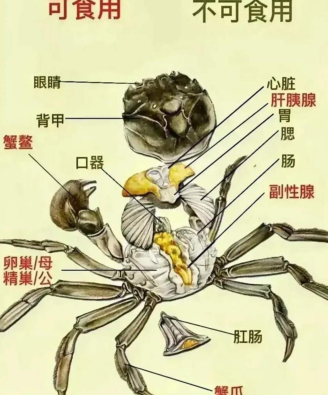 2,蟹肠:大闸蟹的一条黑线