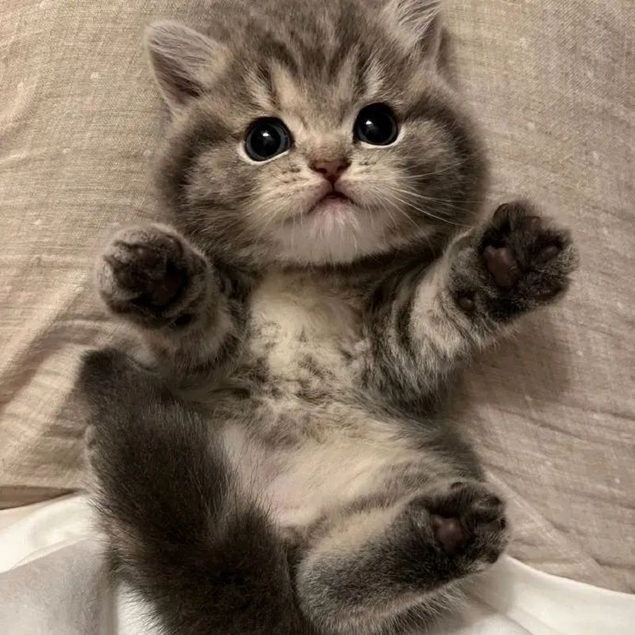 猫咪头像  "我们虽然见不了面,  可是 我希望在这个冬天,  你能照顾好