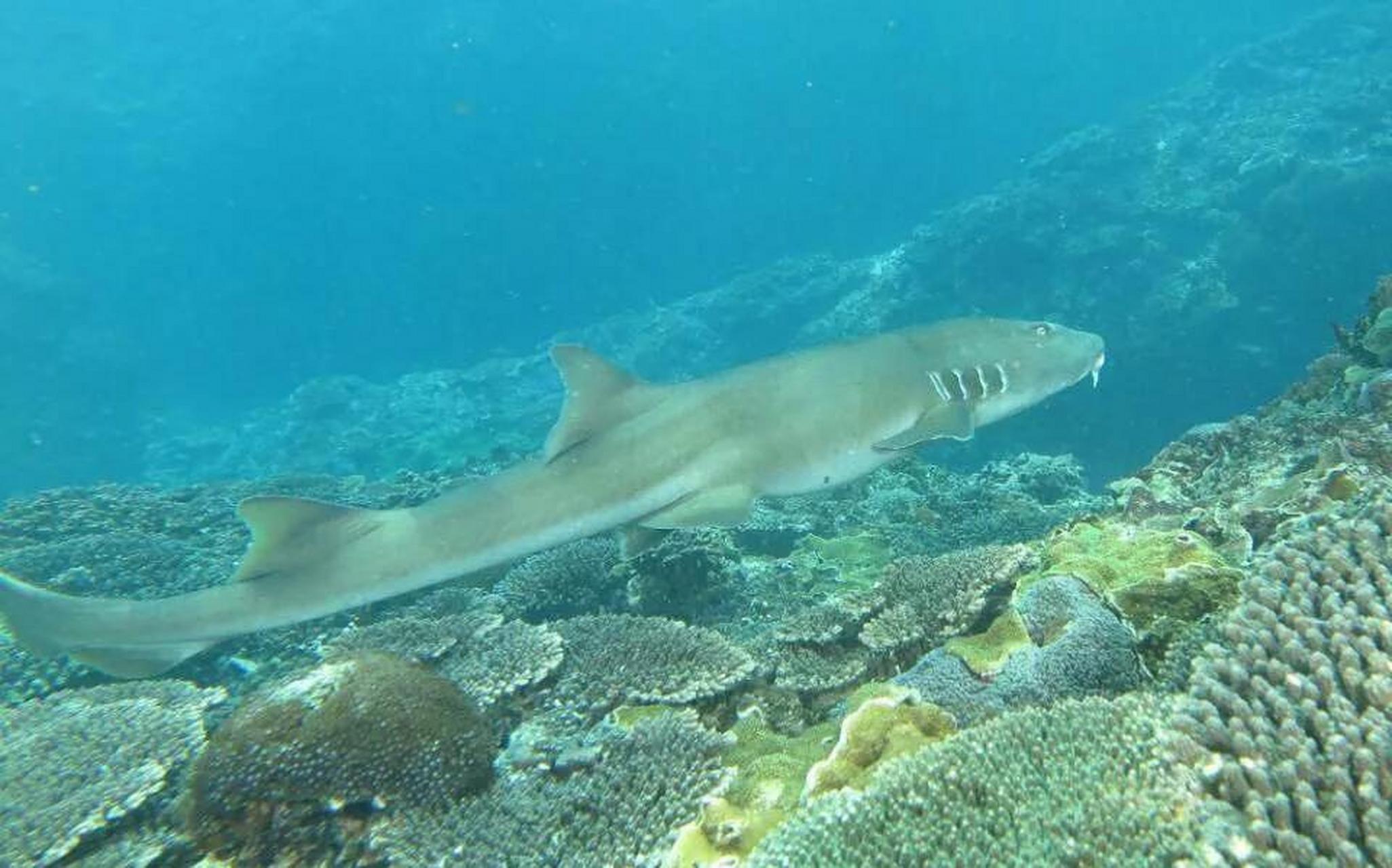 2013年,印度尼西亚东部发现了一种新的鲨鱼种类--竹鲨,它用鳍作为小腿