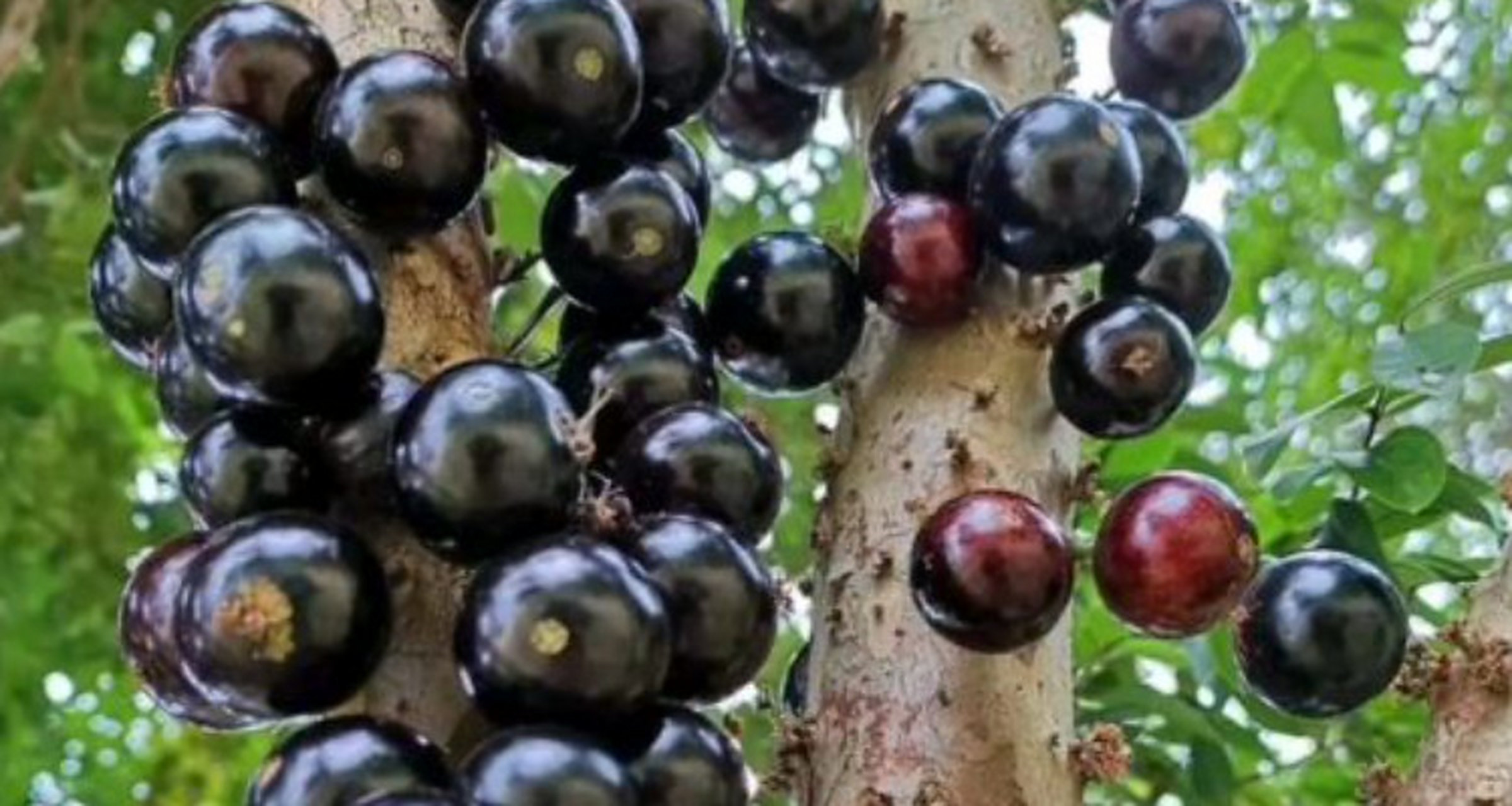 嘉宝果的功效与作用  嘉宝果是一种营养丰富的水果,具有多种功效和