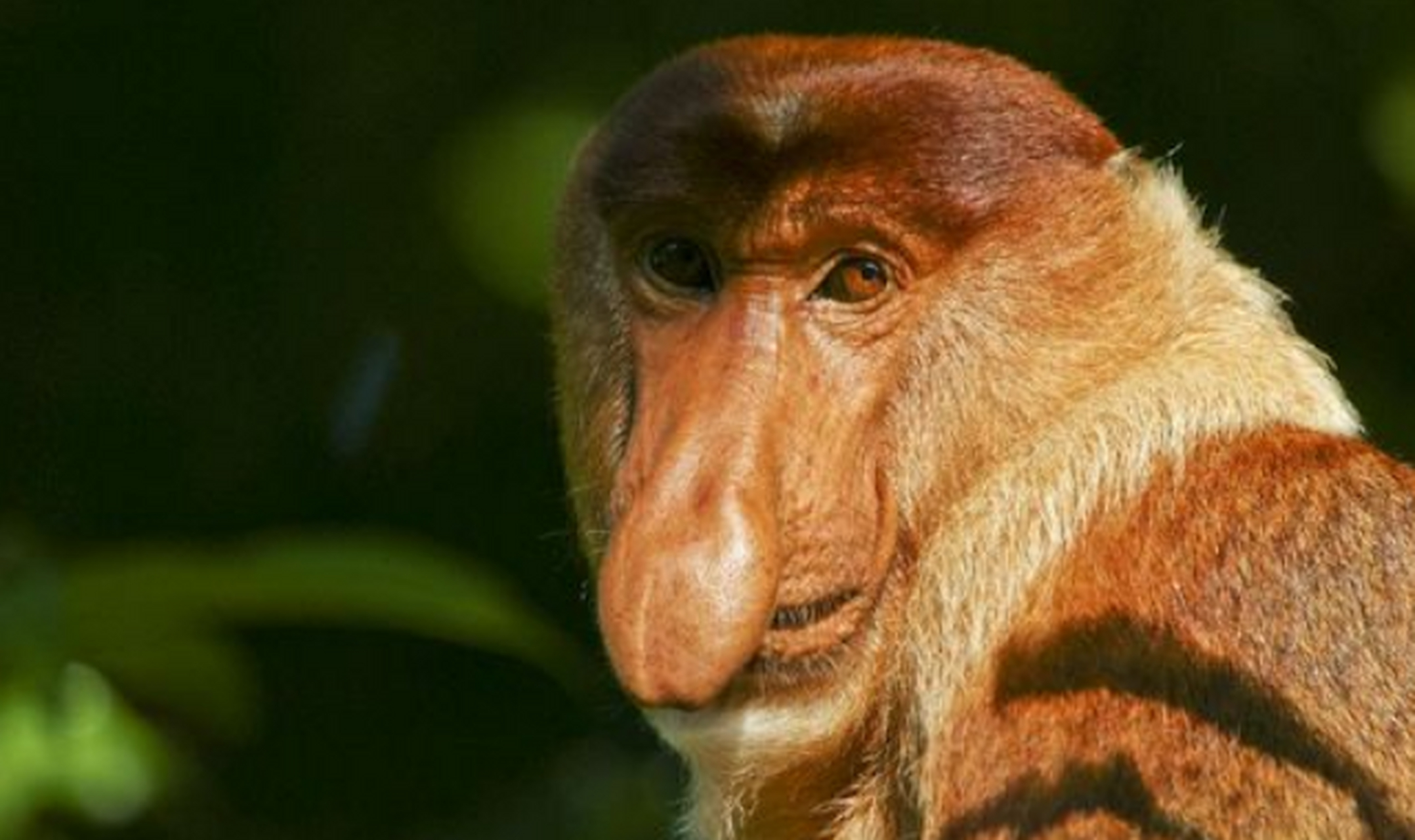 世界上最丑的动物,丑哭了 长鼻猴 之所以说长鼻猴丑正是因为它的鼻子,