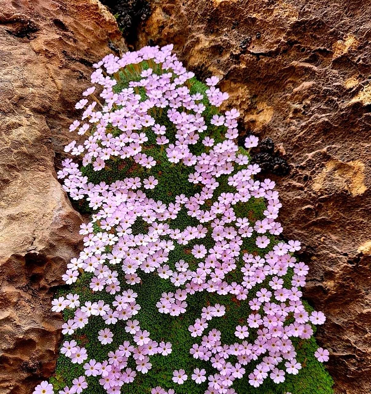 这张紫罗兰报春的照片太美了,岩石的坚硬与花朵的柔软相融合,呈现出大