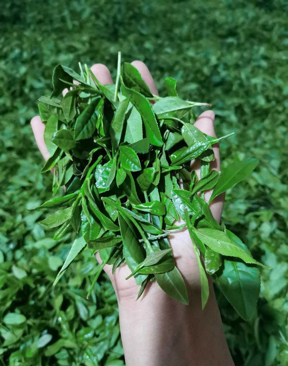 今天给大家推荐一个带劲的红茶——日照红茶.