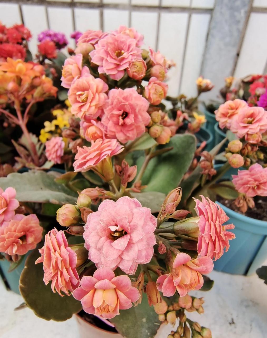 长寿花～果冻,年近年关入的一款果冻,到手后天气缘故快销苞了,心想着