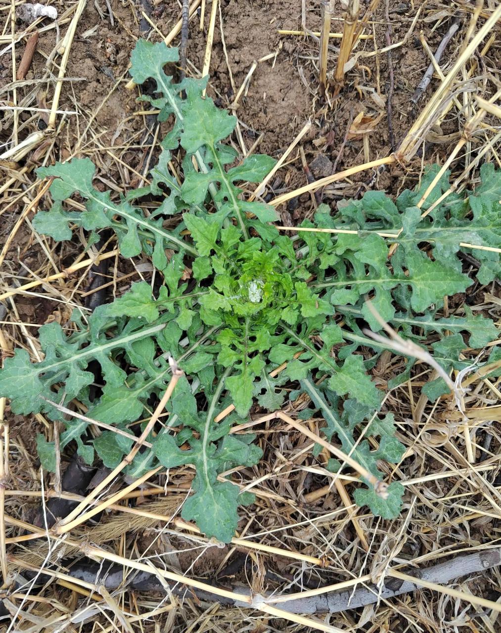 泥胡菜 蒲公英 苦菜 嘟噜酸  昨天去祠堂,周边空地里好多泥胡菜