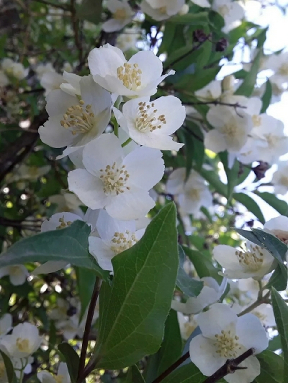 热榜之我见# 有的叶子在秋季也是绿色的,且看山梅花之美:花语一般都