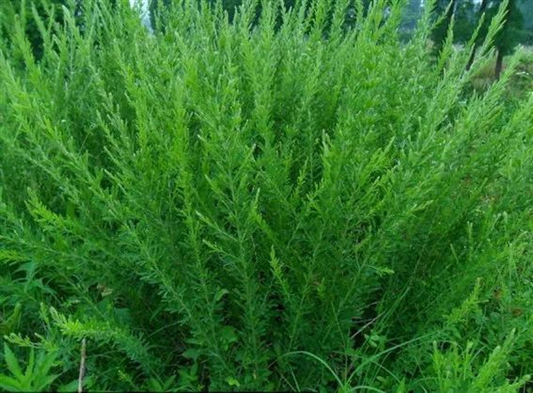 山上珍贵的一种植物,人称"铁扫帚",农村人却称它为"夜关门"农村虽地大