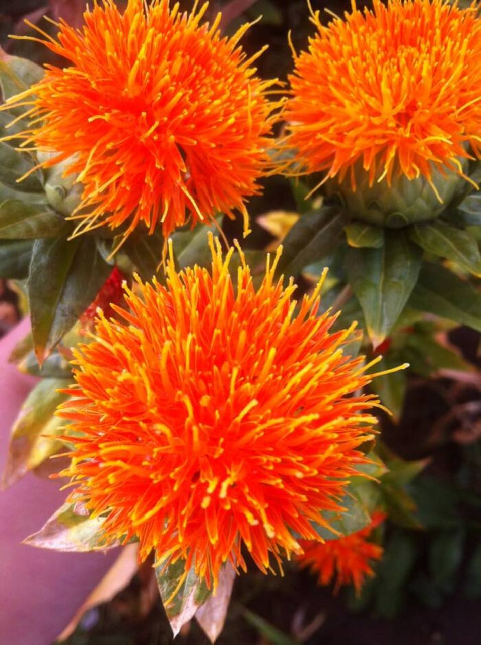 红花的功效与作用  红花,学名carthamus tinctorius l.