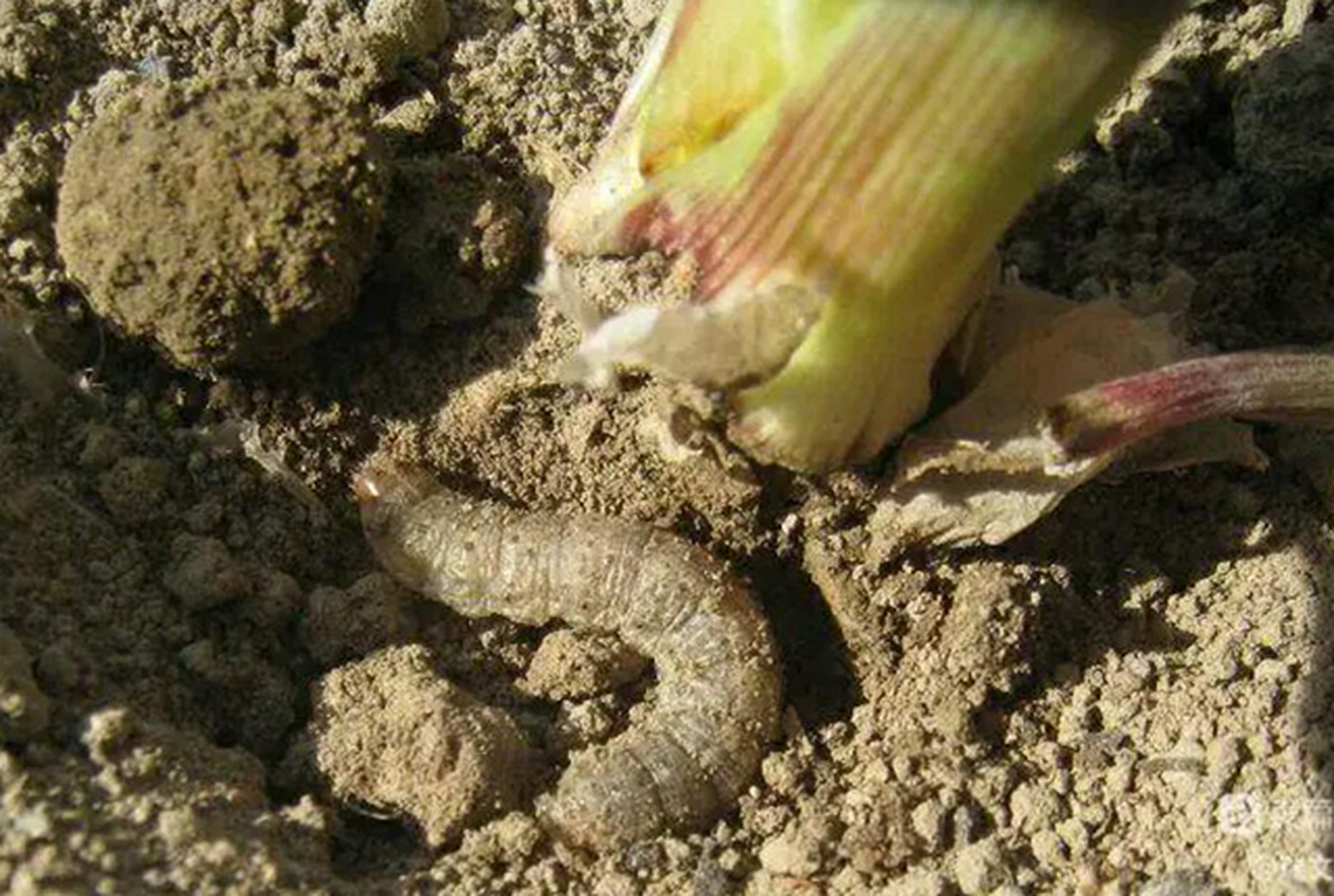 这也意味着再过半个月左右,华北地区的黄地老虎危害将最为严重.