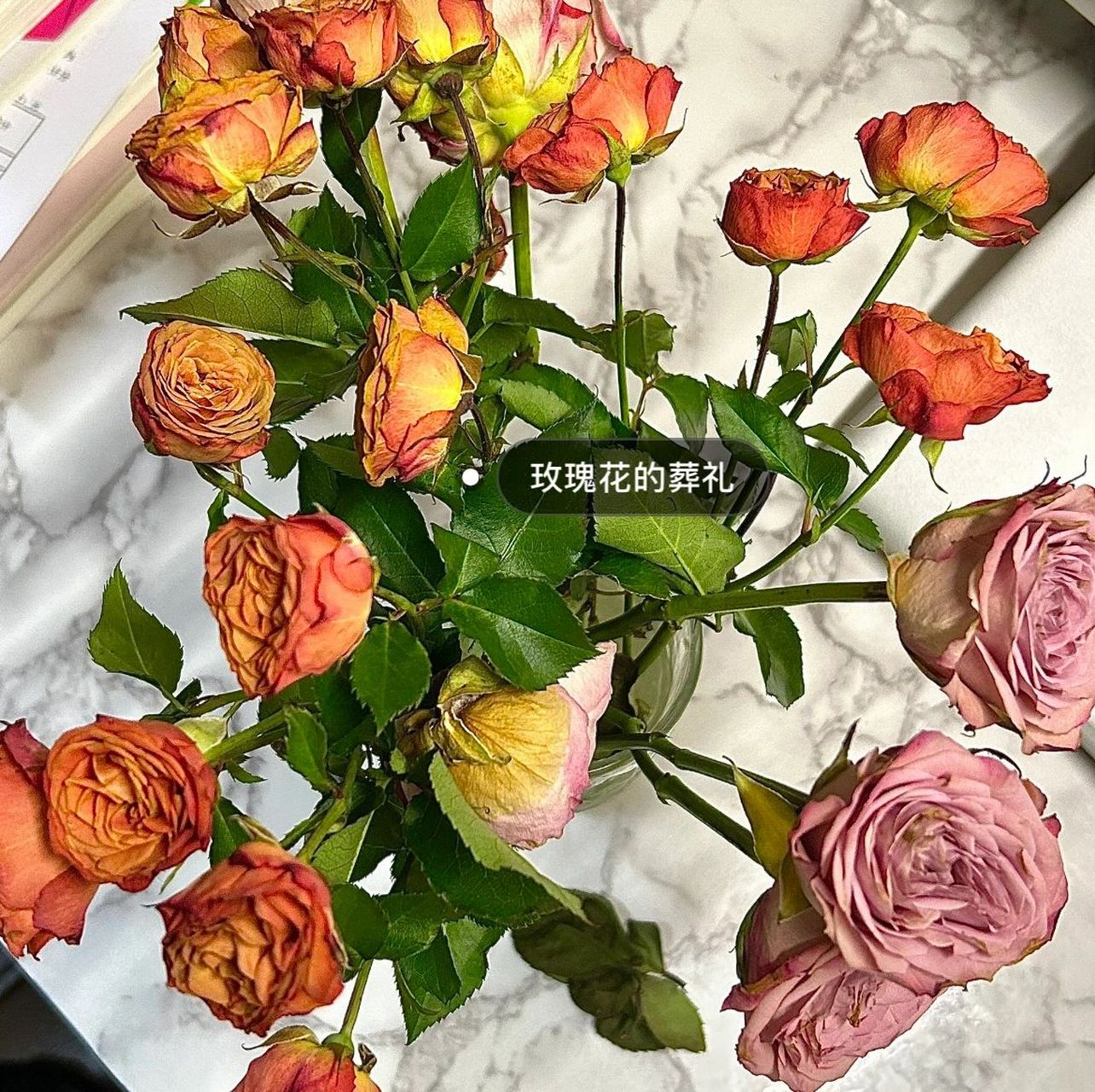 常被震撼于微雨,山脉,银杏或是蔚蓝的海里游动的鱼群.