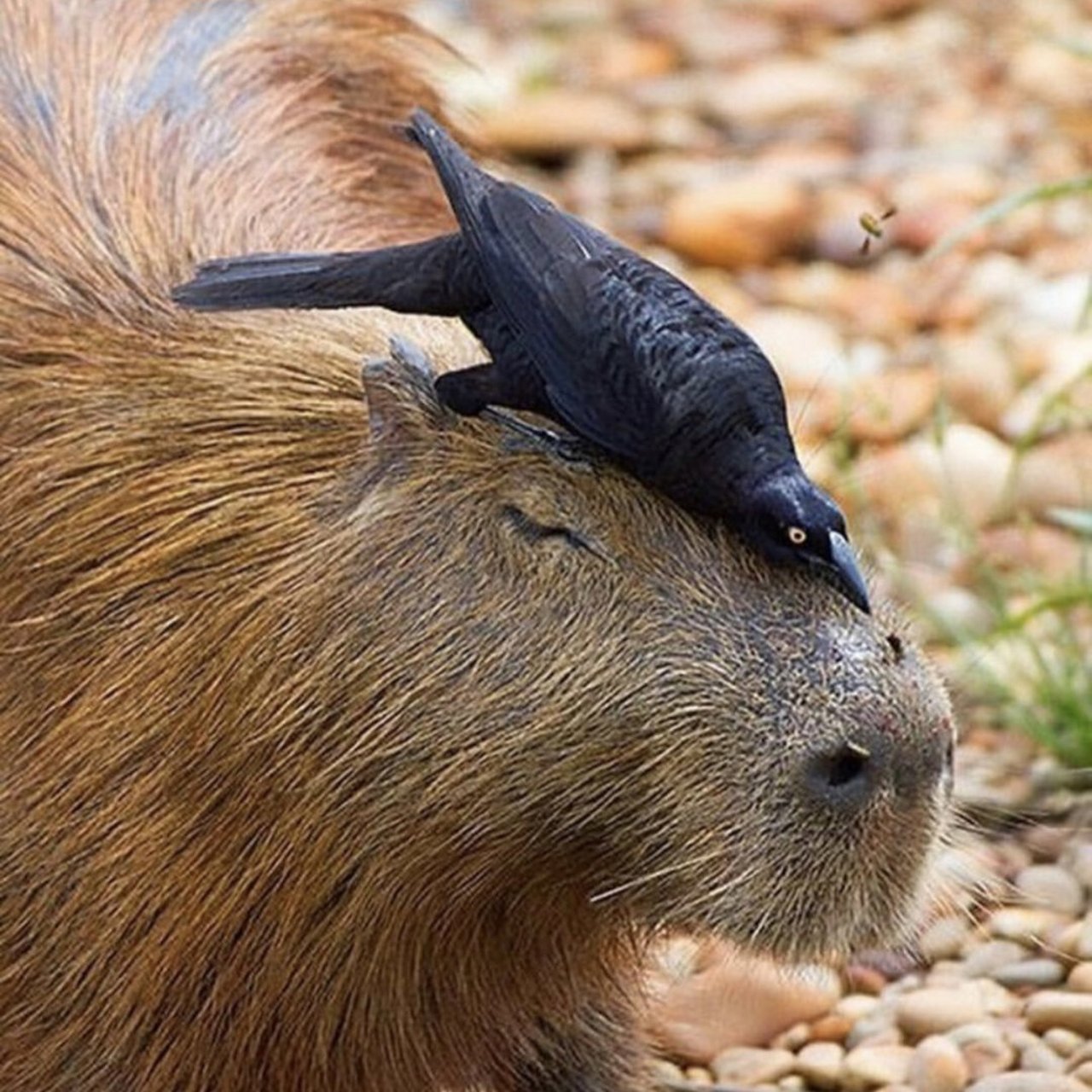 水豚,学名capybaras,属于啮齿目,豚鼠科,水豚属,是一
