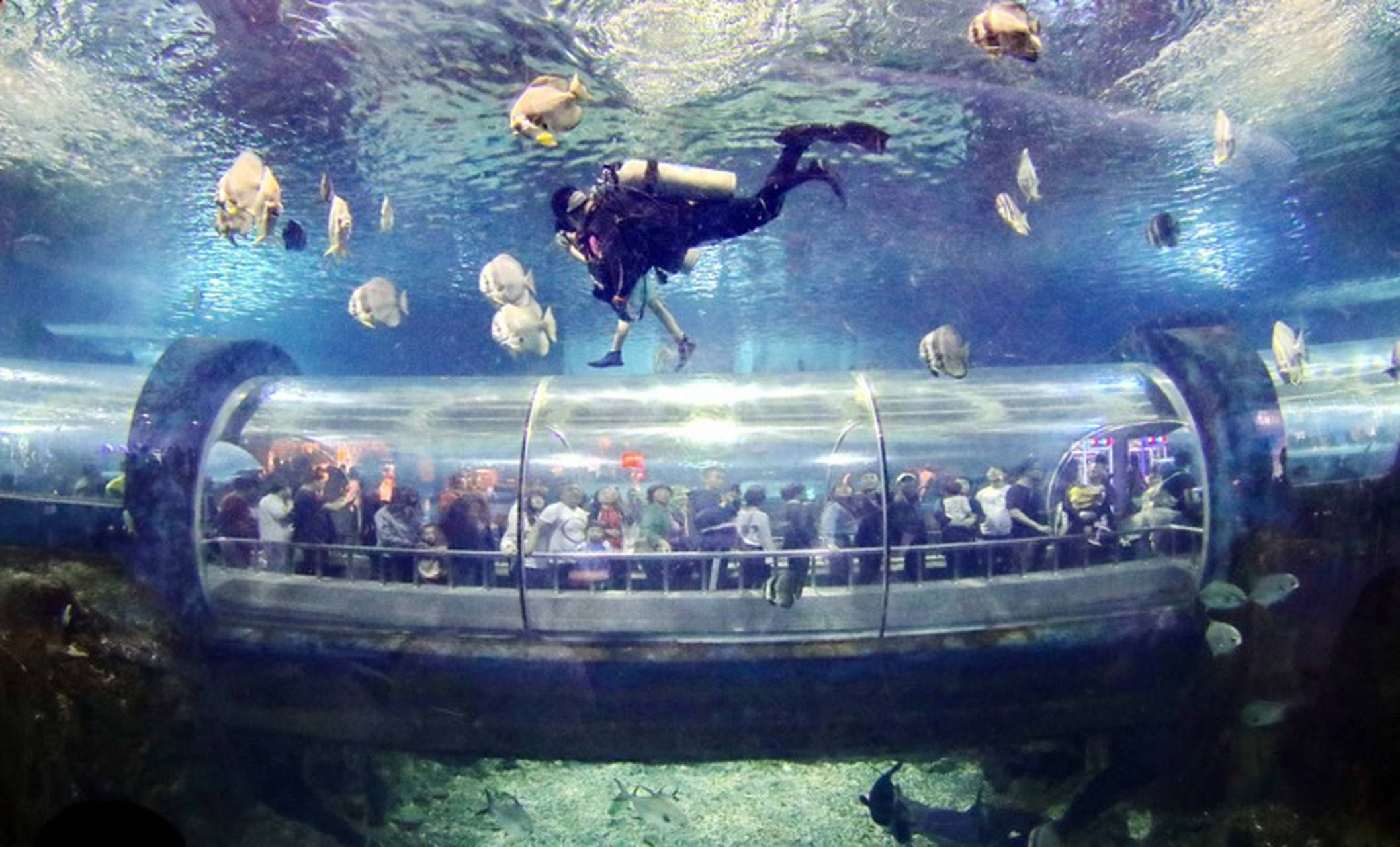 海洋动物与嘉年华的浪漫2汤河公园距离秦皇岛新澳海底世界一共33公里