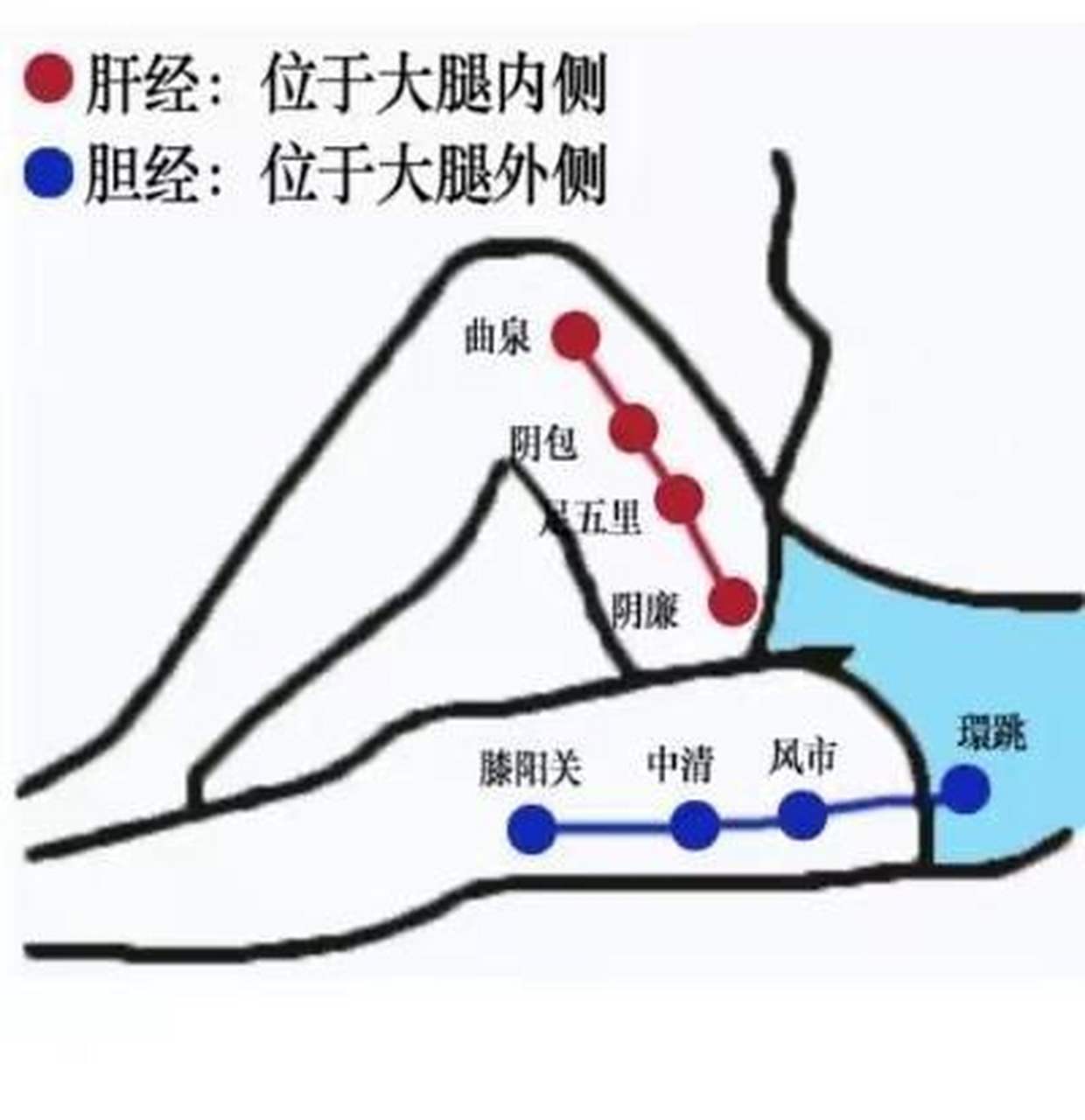 肝经和肾经大腿位置图图片