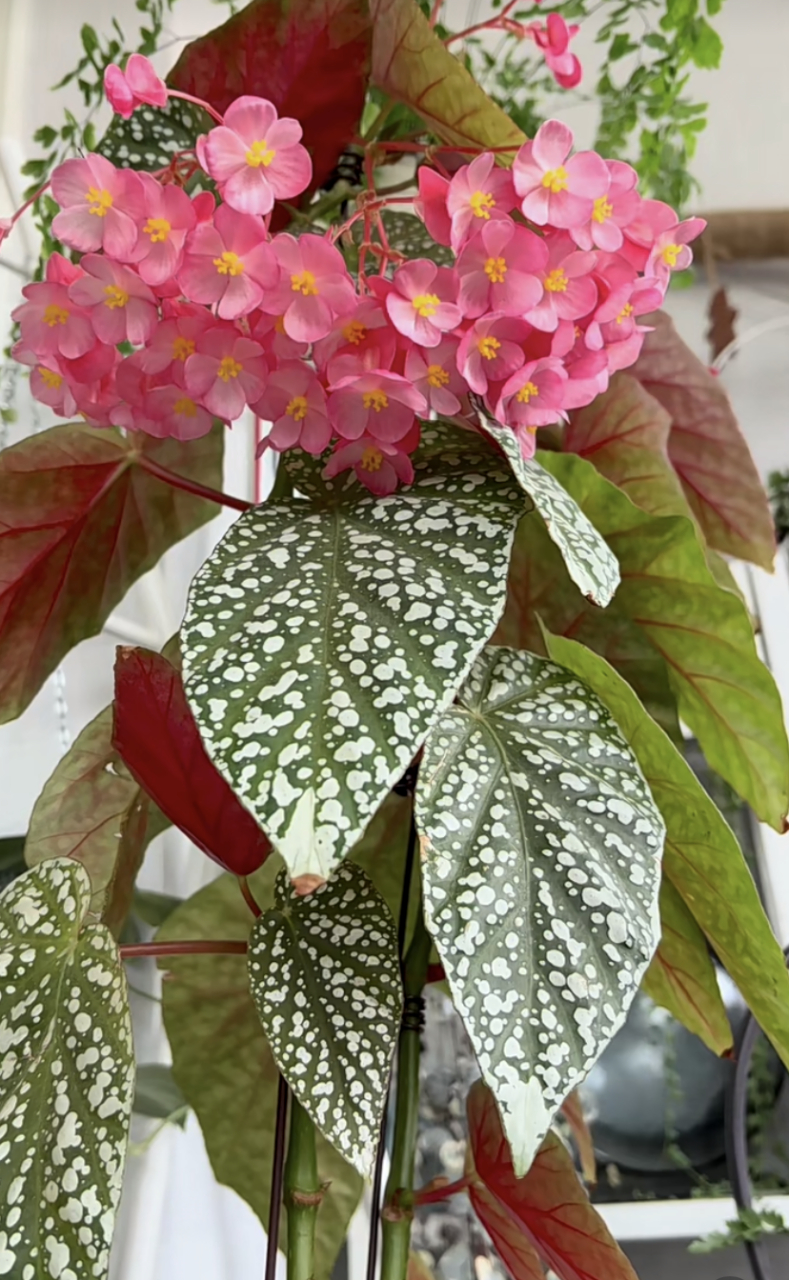 有种耐阴盆栽花,叫"富士山秋海棠",秋海棠家族的新成员,集观叶,赏花于