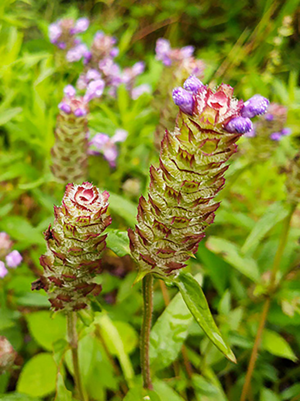 夏枯草乃是中医治凛疡之圣药(民国《新本草