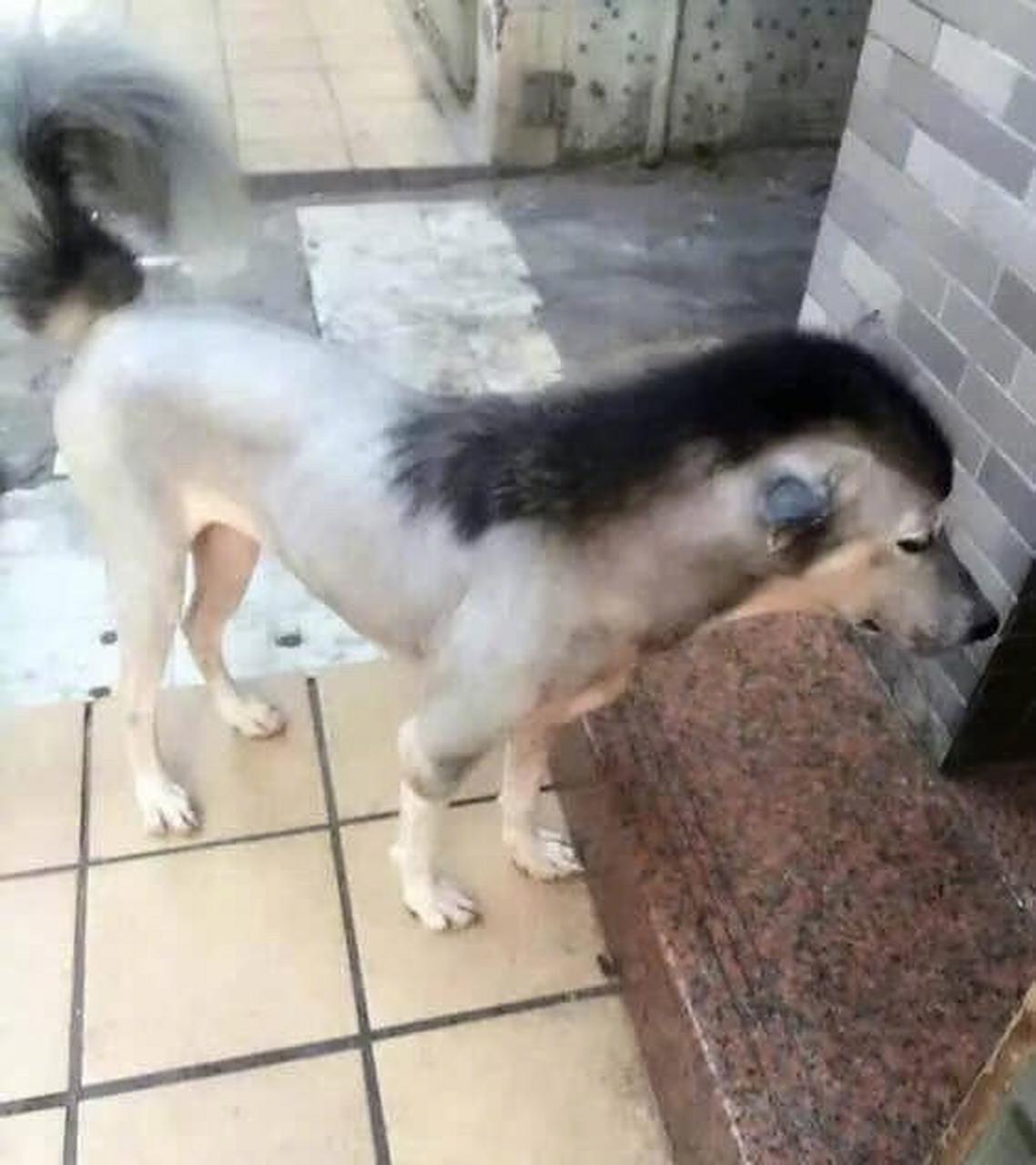 当哈士奇变成哈士奇驴时,没有哪个主人是无辜的!