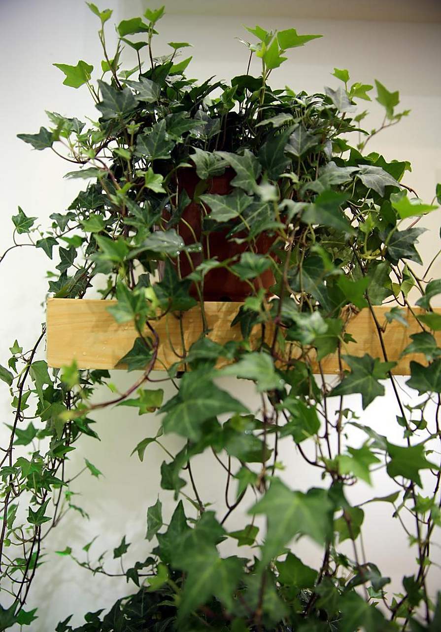 常青藤一种观叶盆栽,它的叶片翠绿,观赏价值极高,家里摆一盆有着浪漫