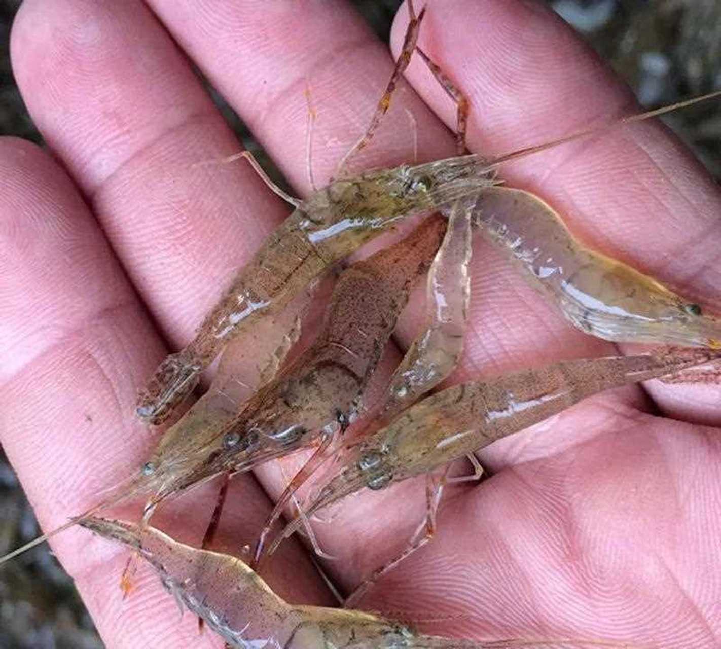 不管去市场还是去码头,见到最多的就是这种小虾米