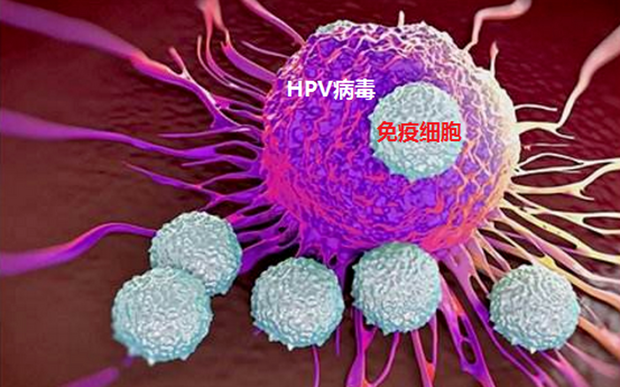 12种高危型hpvdna检测阳性是啥意思  hpv(人乳头瘤病毒)是一种常见的