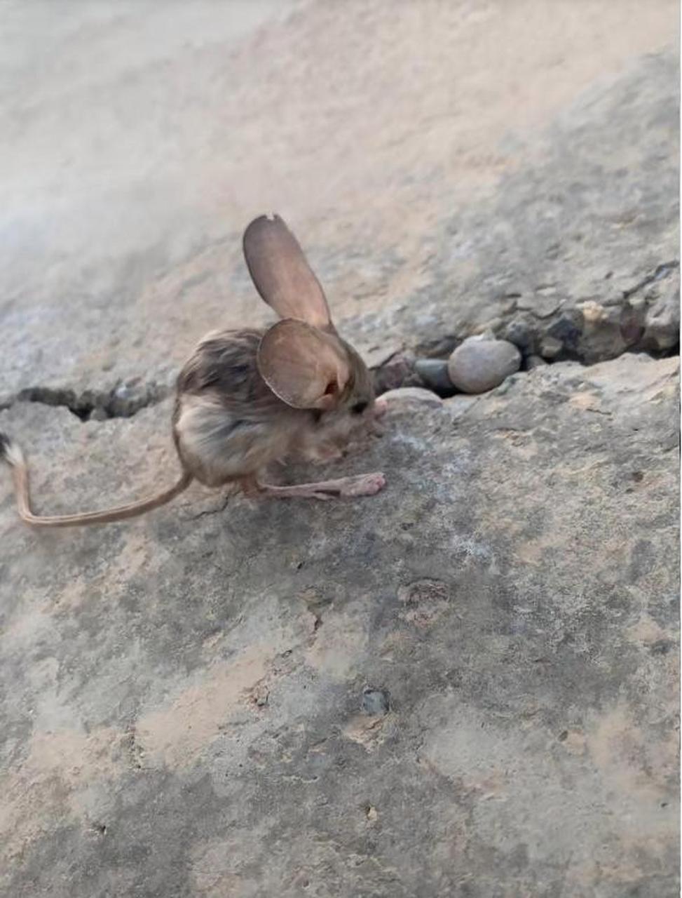 这是老鼠的新品种吗?大多数都没见过吧.