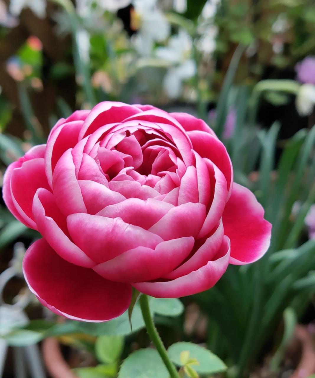 玛丽玫瑰——月季花界的""妖花",以花色妖艳而闻名,花型圆润饱满,厚实